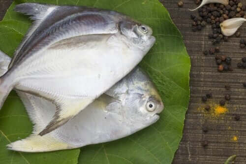 La grande castagnole, un poisson riche en protéines