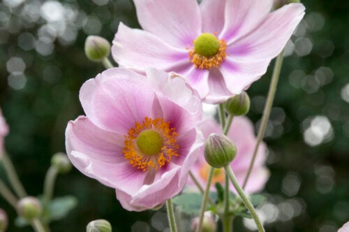 Regardez ces 10 plantes de jardin qui fleurissent en automne