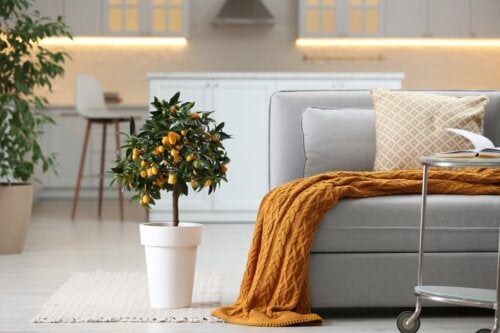 Orange de Chine ou kumquat : un arbre idéal pour décorer votre maison