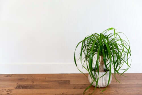 6 succulentes idéales pour décorer son intérieur