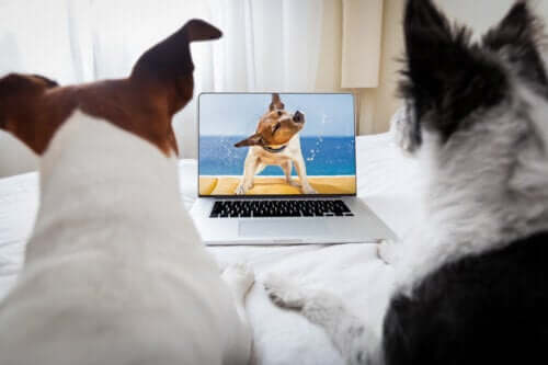 9 films que vous devez voir si vous aimez les animaux