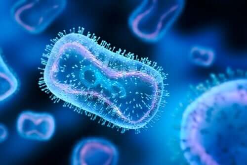 Les 13 virus les plus dangereux pour l'homme