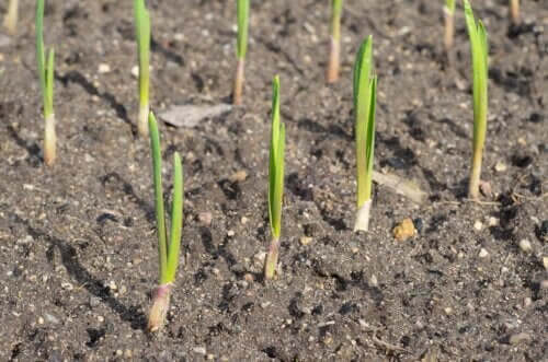 Fleur d'ail : propriétés et utilisations en cuisine