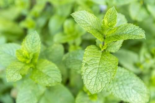 Les propriétés médicinales de la menthe poivrée