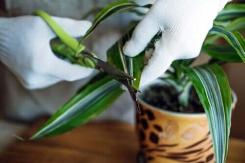 Plante du bonheur : caractéristiques et soins