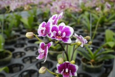 Orchidées Dendrobium : culture et entretien