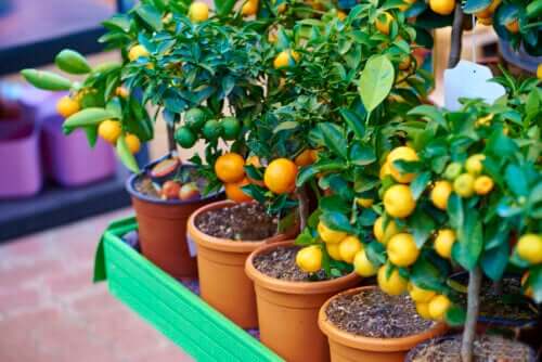 Les 9 meilleurs petits arbres à planter en pots et leurs soins
