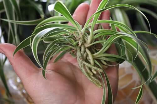 Propager et prendre soin d'une plante araignée : tout ce que vous devez savoir