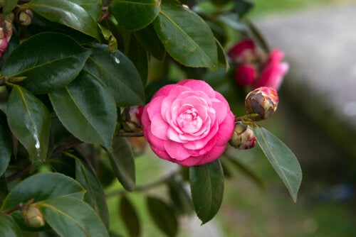 7 fleurs semblables aux roses à avoir dans son jardin