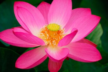 Apprenez à faire germer la fleur de lotus chez vous et prenez-en soin dans un aquarium