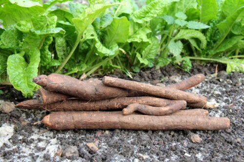 Qu'est-ce que le salsifis et comment l'inclure dans l'alimentation ?