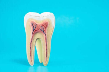 La régénération dentaire avec des cellules souches est-elle possible ?