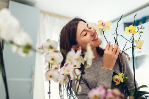 Ce que vous devez savoir pour la culture des orchidées