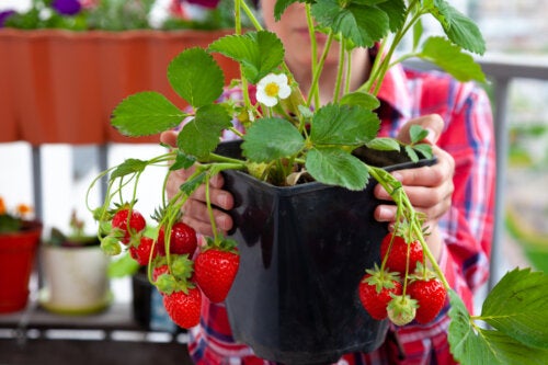 4 idées de pots de fraises et astuces pour les cultiver