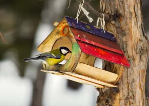 Mangeoires pour oiseaux : avantages et fabrication