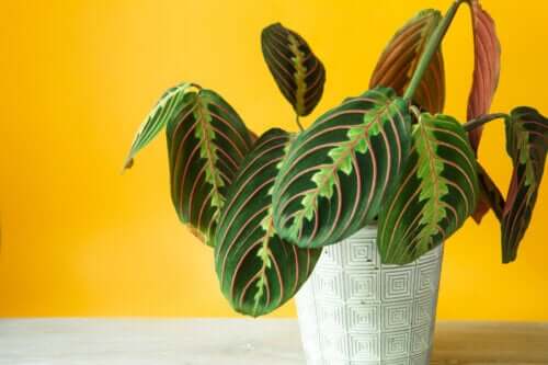 Maranta leuconeura ou plante qui prie : soins et reproduction à domicile