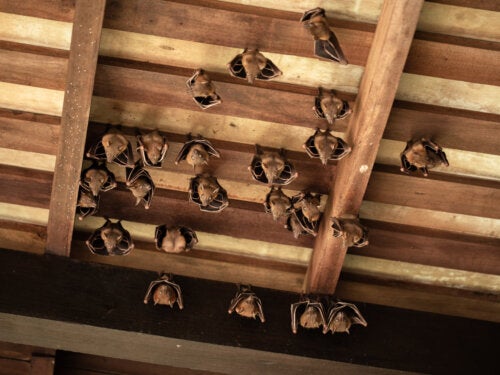 4 conseils pour effrayer les chauves-souris loin de la maison