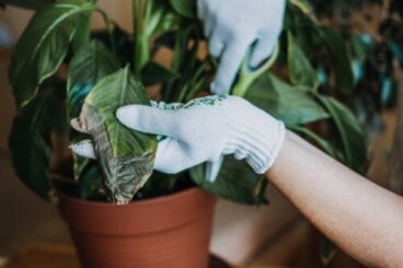 3 astuces efficaces pour garder vos plantes d'intérieur exemptes de champignons