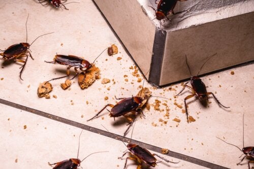 Les cafards présentent-ils un danger pour la santé ?