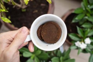 Les avantages et les inconvénients de l'utilisation du café sur les plantes