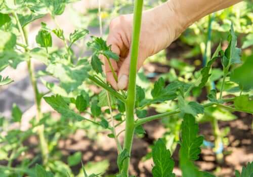 Pincer une plante : en quoi cela consiste, quand et comment s'y prendre