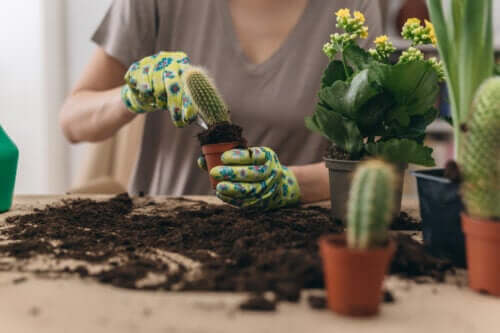 Comment transplanter un cactus sans douleur pour lui et pour vous : un guide étape par étape