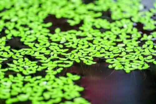 Lentilles d'eau mankai : quels sont leurs bienfaits ?