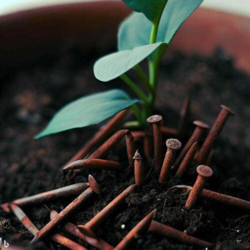 Comment utiliser des clous rouillés pour fournir du fer aux plantes