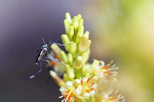 Types of plants that attract mosquitoes