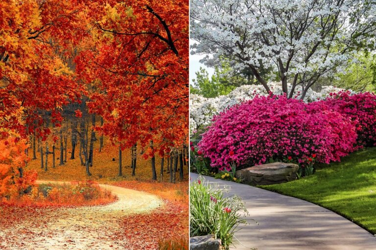 Arbres et arbustes aux feuilles rouges pour embellir les jardins