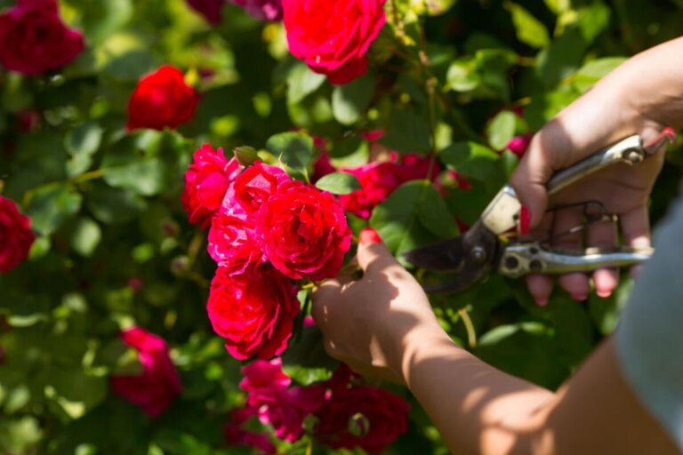 Conseils professionnels pour tailler les rosiers sans les abîmer