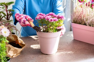 Comment planter des chrysanthèmes pour qu'ils soient colorés?