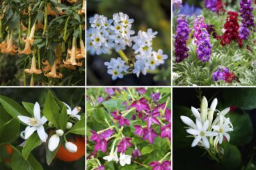 Quelques plantes qui parfumeront votre jardin la nuit
