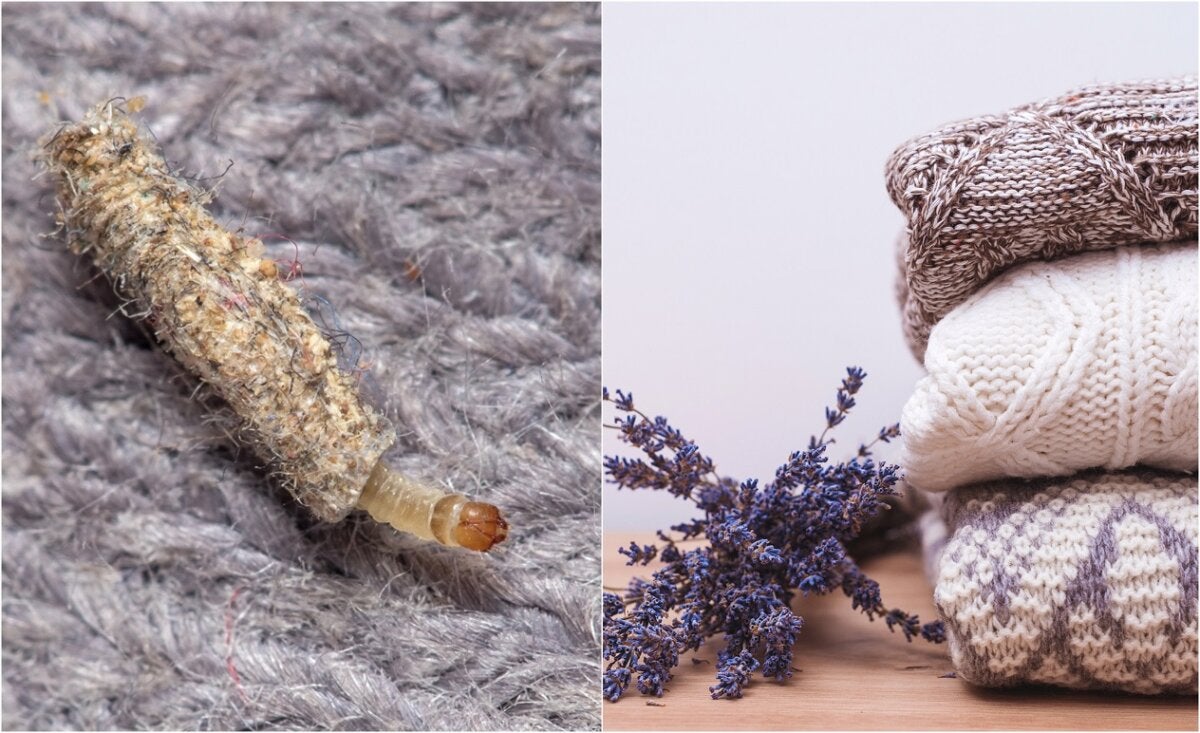 Plantes que vous pouvez utiliser comme répulsif contre les mites