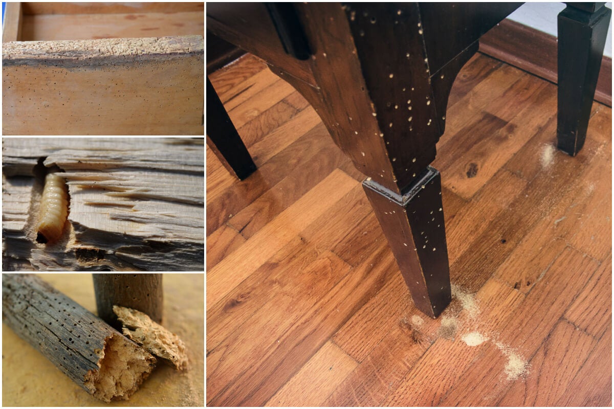 Moth larvae damage to wooden furniture